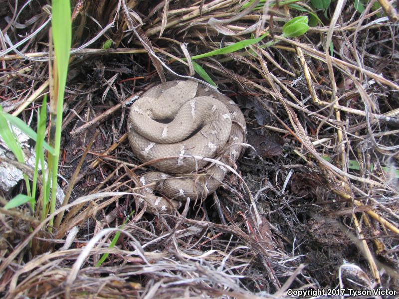 Arizona Ridge-nosed Rattlesnake (Crotalus willardi willardi)