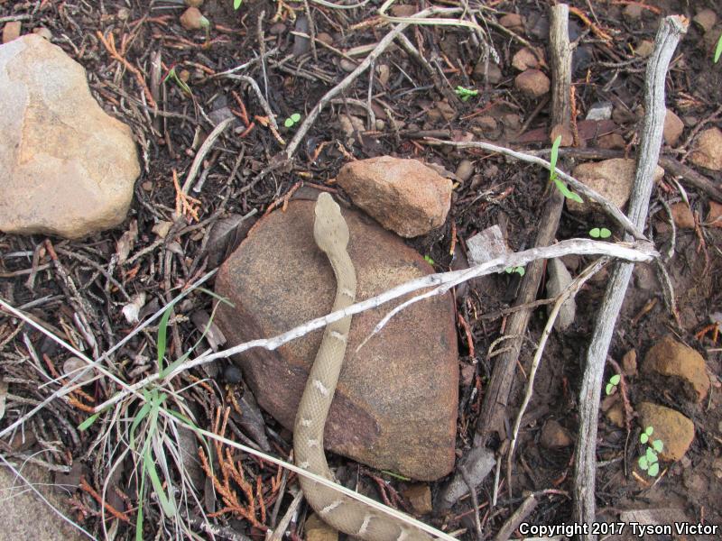 Arizona Ridge-nosed Rattlesnake (Crotalus willardi willardi)