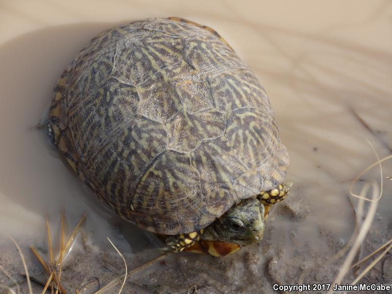 Ornate Box Turtle (Terrapene ornata)