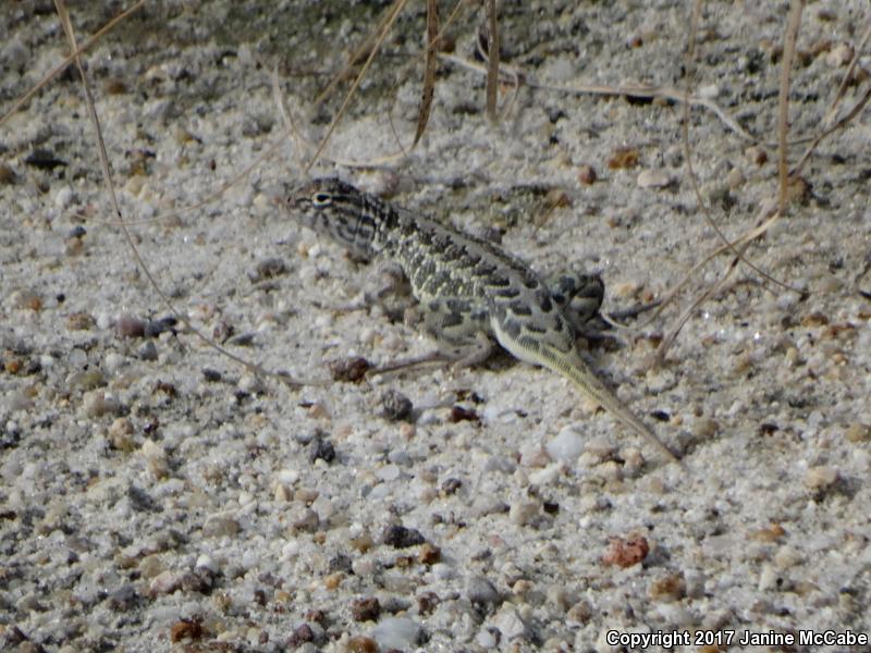 Elegant Earless Lizard (Holbrookia elegans)