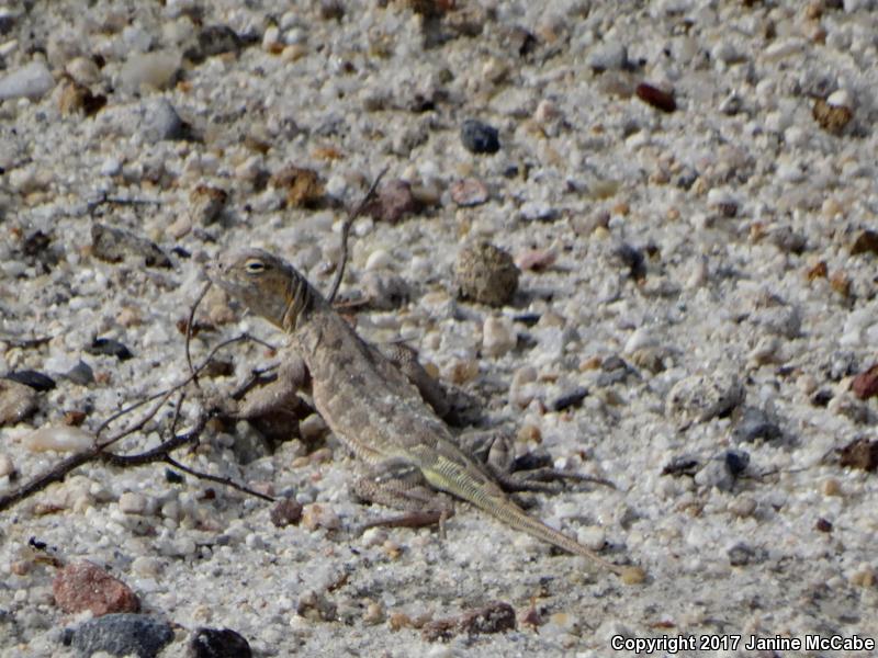 Elegant Earless Lizard (Holbrookia elegans)