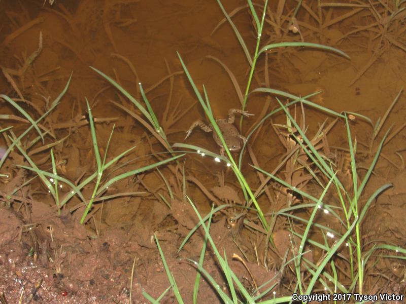 Mazatlan Narrow-mouthed Toad (Gastrophryne olivacea mazatlanensis)