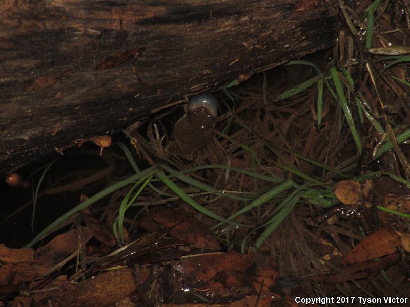 Mazatlan Narrow-mouthed Toad (Gastrophryne olivacea mazatlanensis)