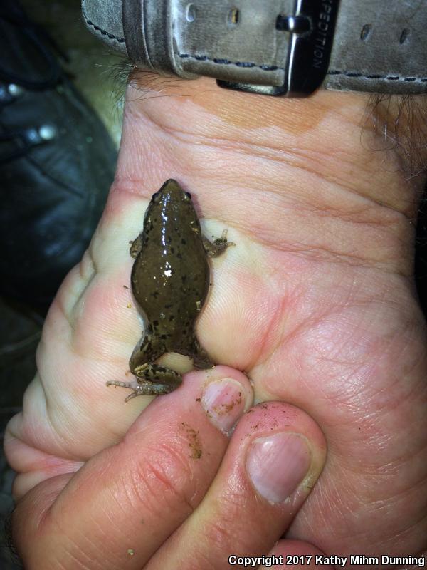 Western Narrow-mouthed Toad (Gastrophryne olivacea olivacea)