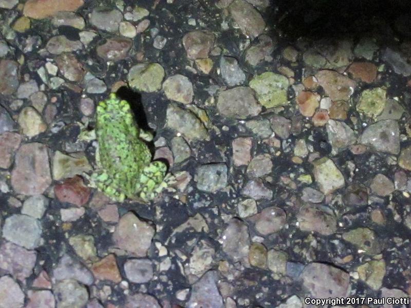 Western Green Toad (Anaxyrus debilis insidior)