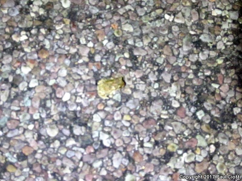 Texas Toad (Anaxyrus speciosus)