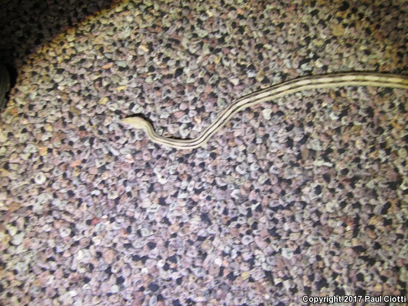 Northern Trans-Pecos Rat Snake (Bogertophis subocularis subocularis)