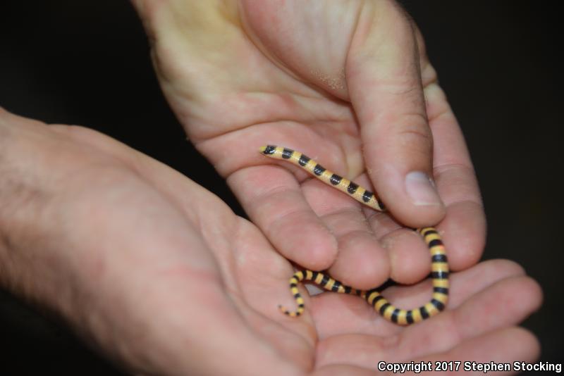 Nevada Shovel-nosed Snake (Chionactis occipitalis talpina)