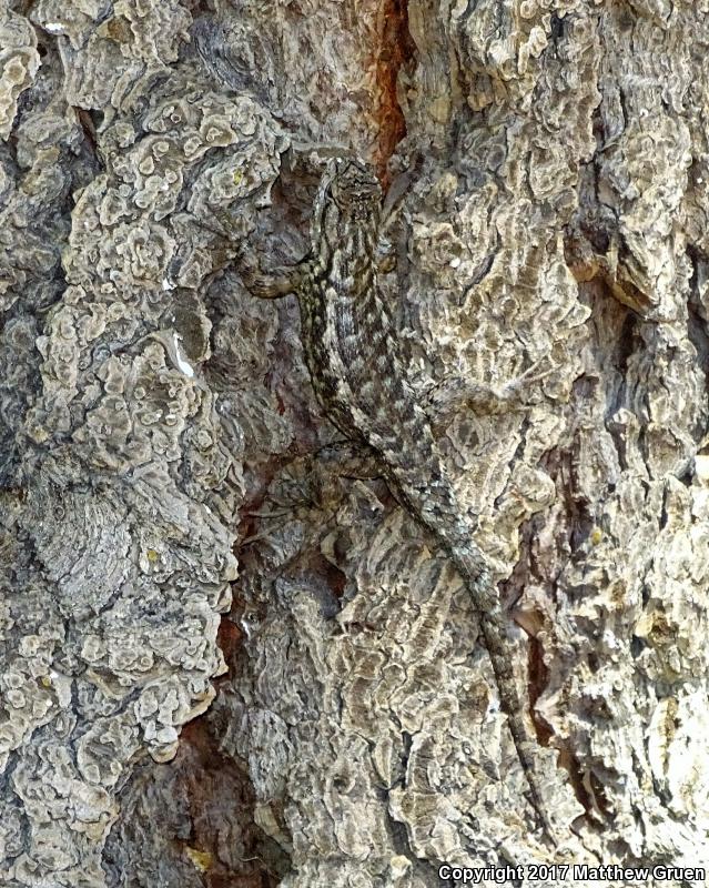 Sierra Fence Lizard (Sceloporus occidentalis taylori)