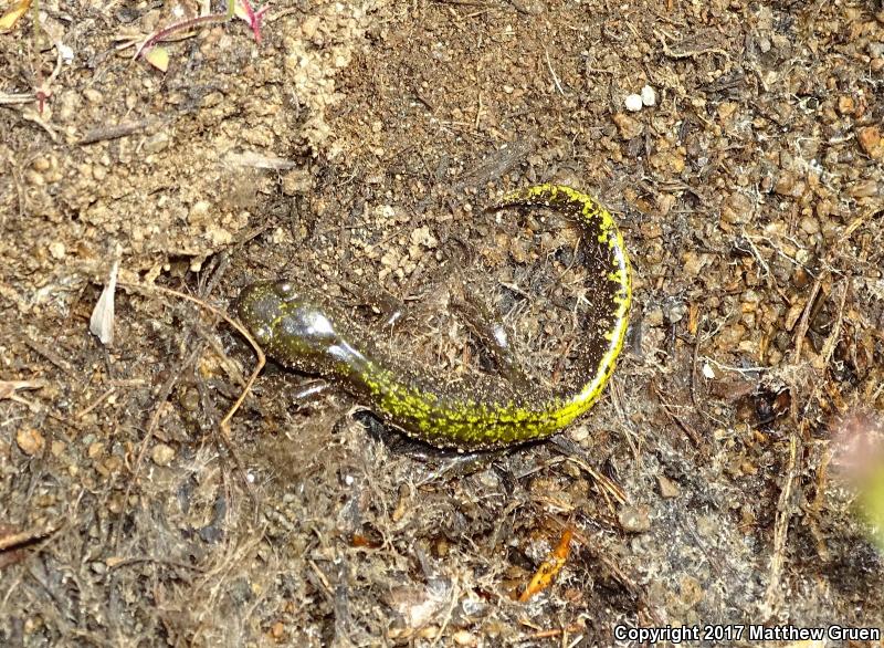 Southern Long-toed Salamander (Ambystoma macrodactylum sigillatum)