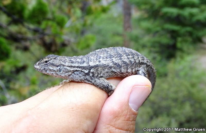 Sierra Fence Lizard (Sceloporus occidentalis taylori)