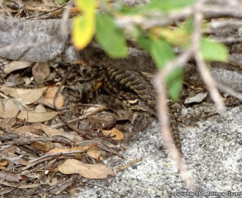 Sierra Fence Lizard (Sceloporus occidentalis taylori)