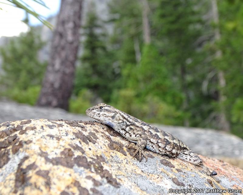 Sierra Fence Lizard (Sceloporus occidentalis taylori)