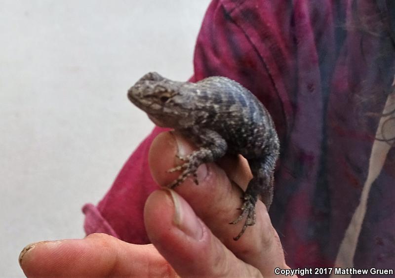 Sierra Fence Lizard (Sceloporus occidentalis taylori)