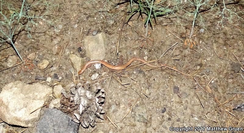 Southern Rubber Boa (Charina umbratica)