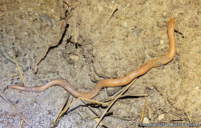 Southern Rubber Boa (Charina umbratica)