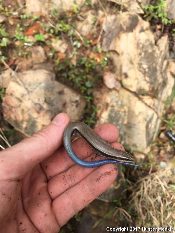 Mountain Skink (Plestiodon callicephalus)