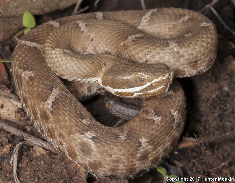 Arizona Ridge-nosed Rattlesnake (Crotalus willardi willardi)