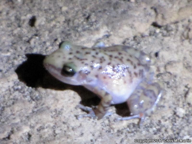 Cliff Chirping Frog (Eleutherodactylus marnockii)