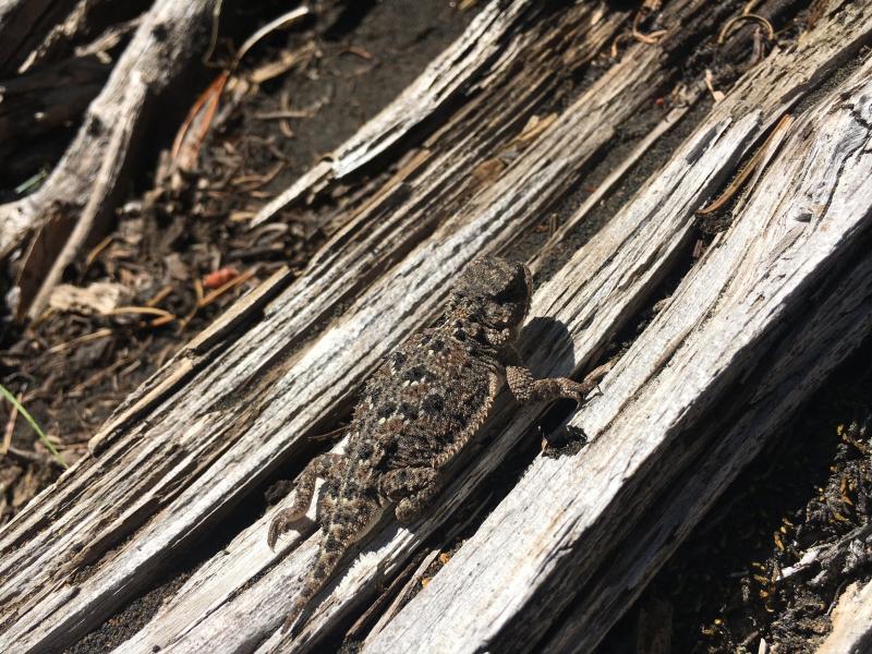 Pygmy Short-horned Lizard (Phrynosoma douglasii)