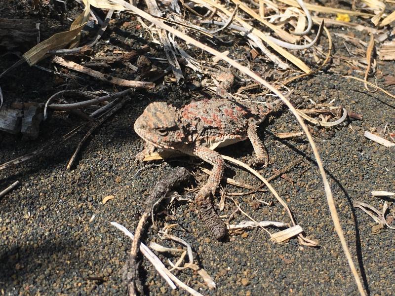 Pygmy Short-horned Lizard (Phrynosoma douglasii)