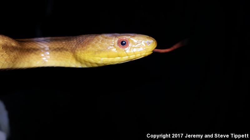 Everglades Ratsnake (Pantherophis obsoletus rossalleni)