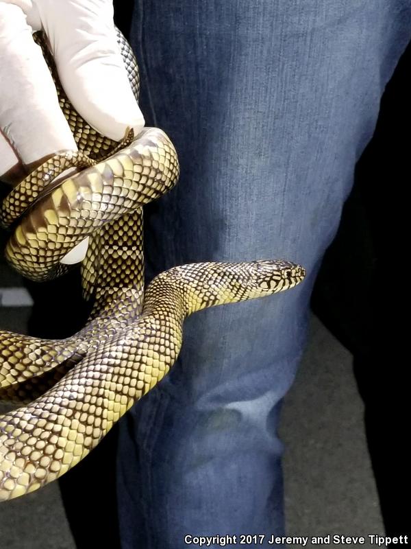 Florida Kingsnake (Lampropeltis getula floridana)