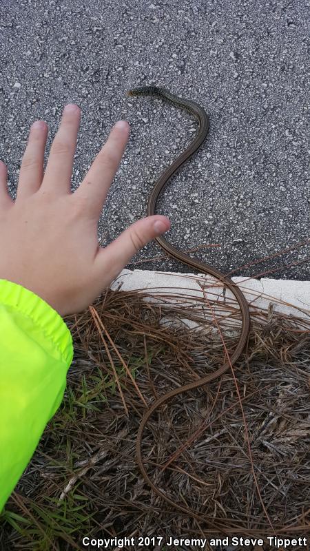 Island Glass Lizard (Ophisaurus compressus)