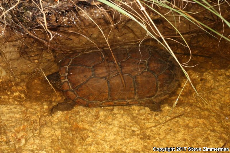 Sonoran Mud Turtle (Kinosternon sonoriense)