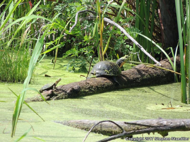 Blanding's Turtle (Emydoidea blandingii)