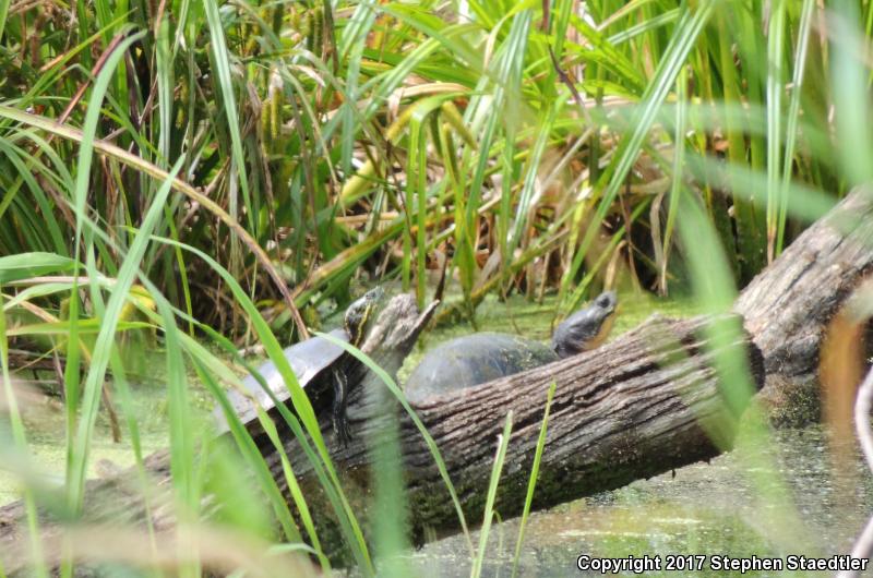 Blanding's Turtle (Emydoidea blandingii)