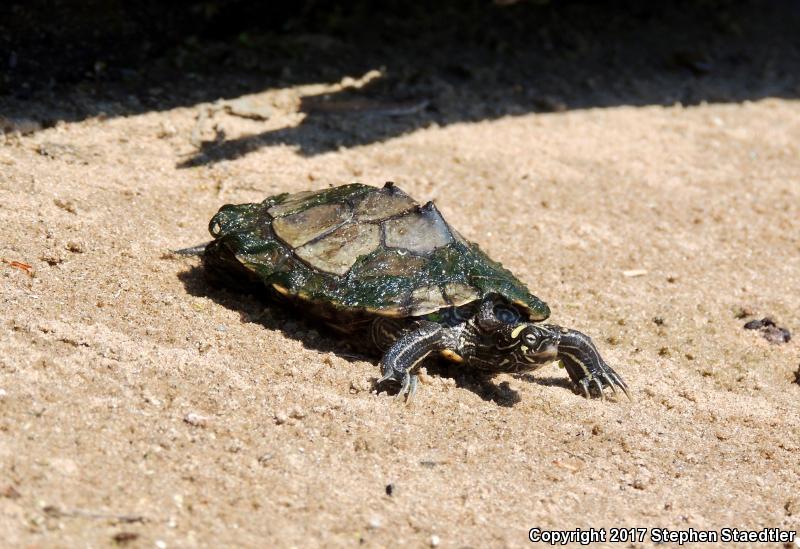 Ouachita Map Turtle (Graptemys ouachitensis)