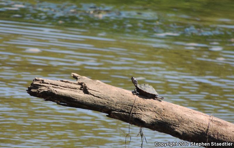 Ouachita Map Turtle (Graptemys ouachitensis)