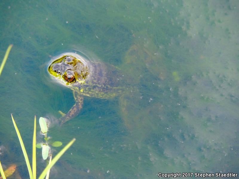 Mink Frog (Lithobates septentrionalis)