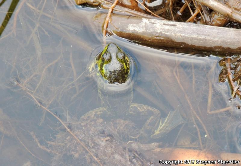 Mink Frog (Lithobates septentrionalis)