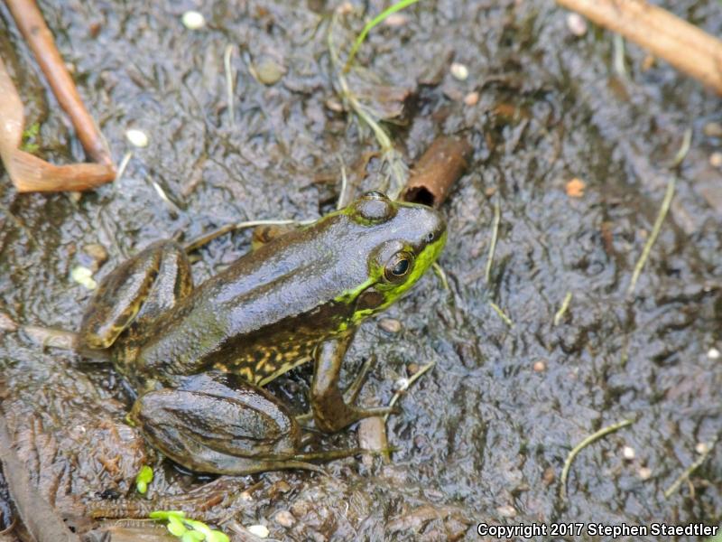 Mink Frog (Lithobates septentrionalis)