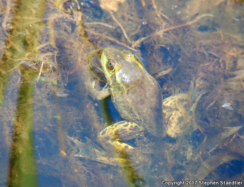 Mink Frog (Lithobates septentrionalis)