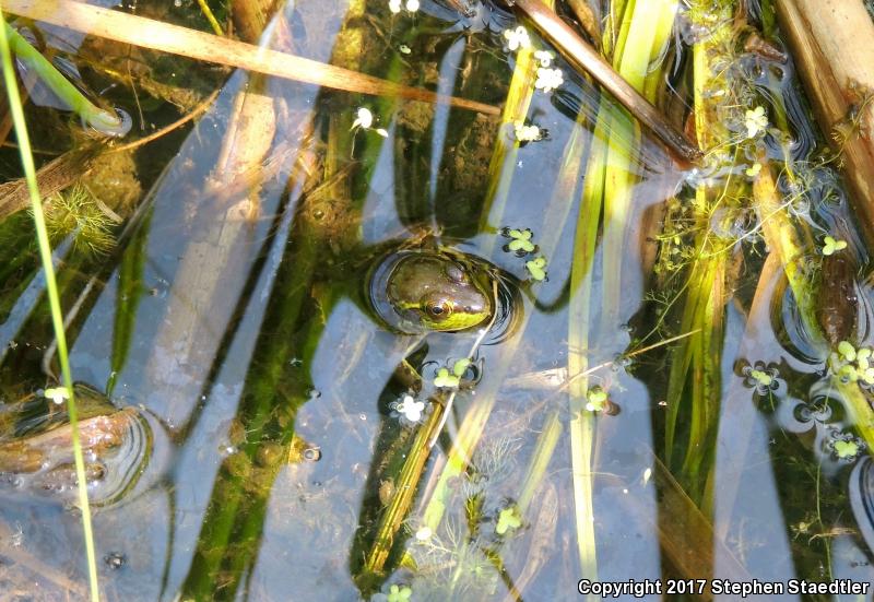 Mink Frog (Lithobates septentrionalis)