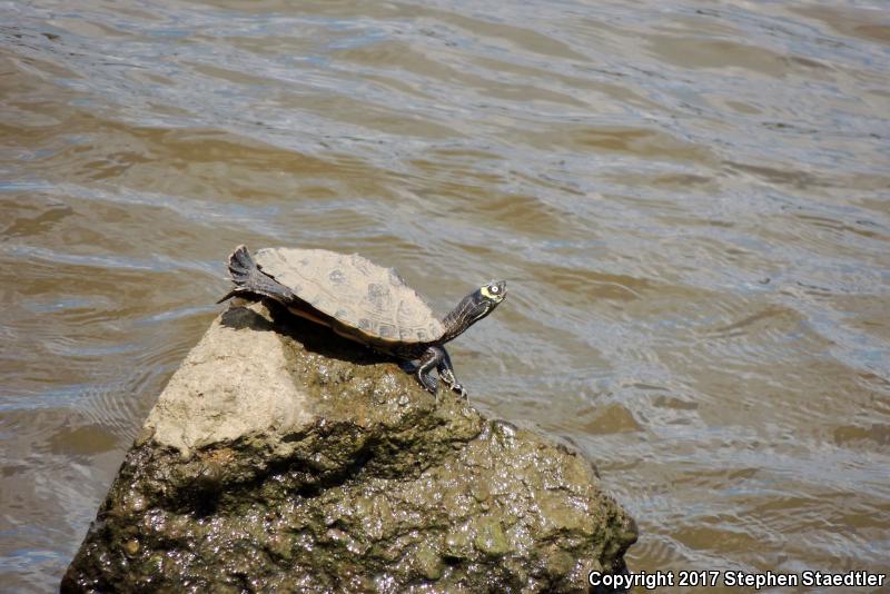 Ouachita Map Turtle (Graptemys ouachitensis)