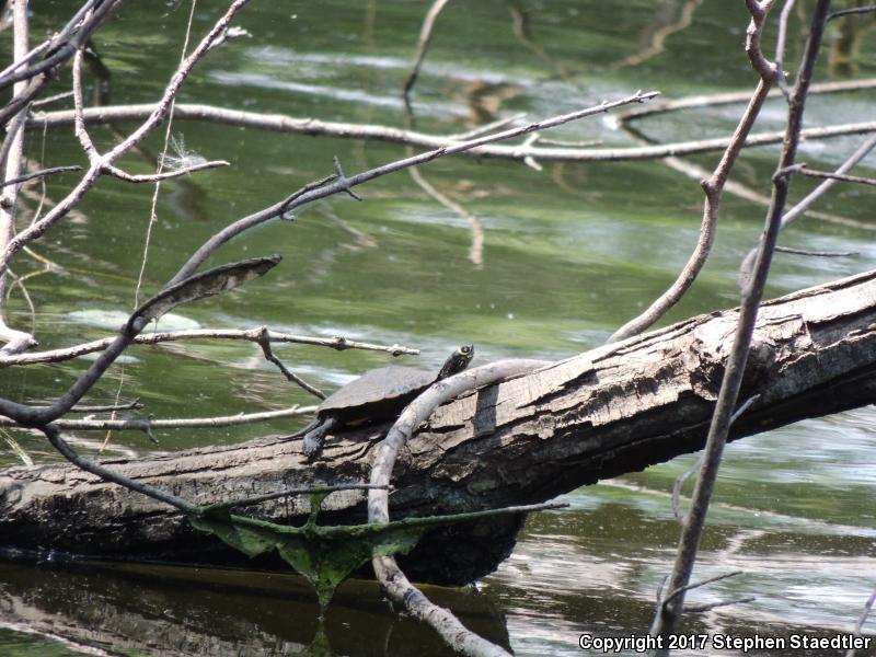 Ouachita Map Turtle (Graptemys ouachitensis)