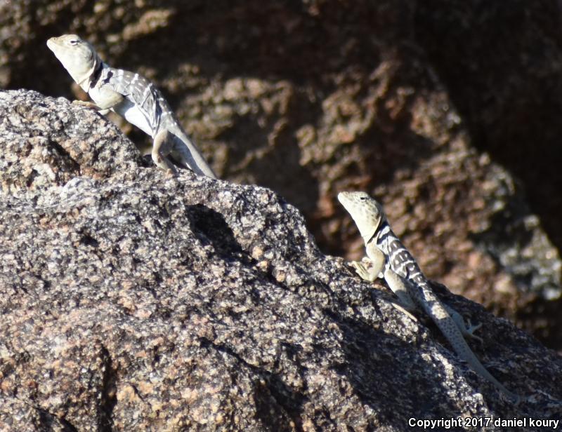 Baja California Collared Lizard (Crotaphytus vestigium)