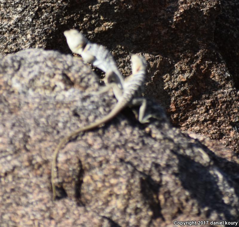 Baja California Collared Lizard (Crotaphytus vestigium)