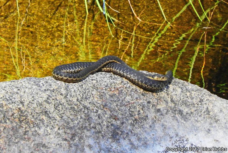 Sierra Gartersnake (Thamnophis couchii)