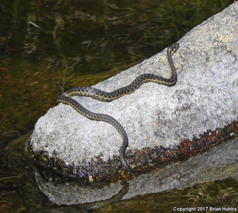 Sierra Gartersnake (Thamnophis couchii)