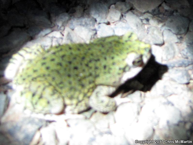 Green Toad (Anaxyrus debilis)