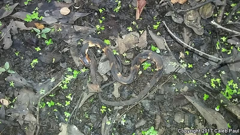 Broad-banded Watersnake (Nerodia fasciata confluens)