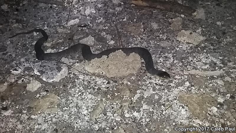 Blotched Watersnake (Nerodia erythrogaster transversa)