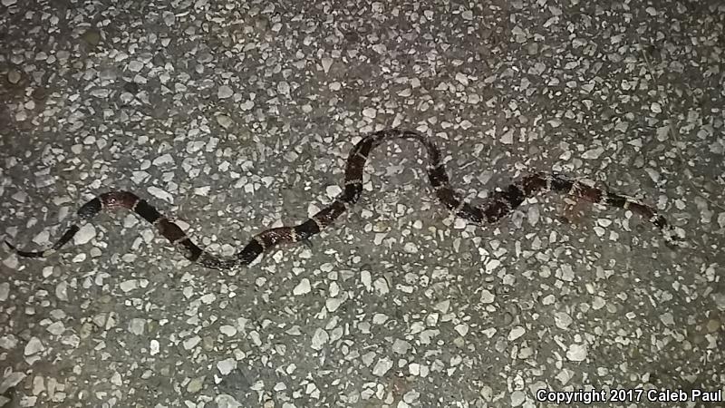 Texas Coralsnake (Micrurus tener tener)