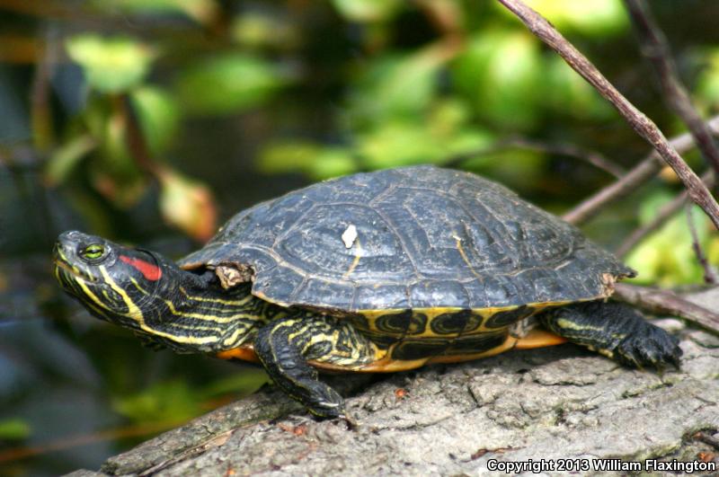 Red-eared Slider (Trachemys scripta elegans)