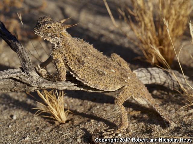 Flat-tailed Horned Lizard (Phrynosoma mcallii)